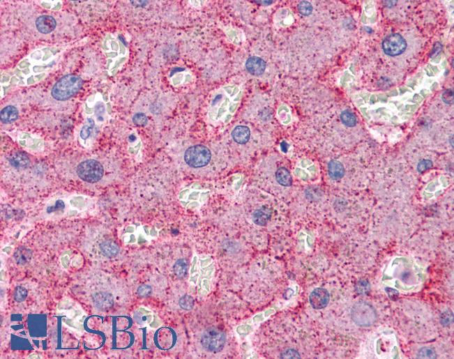 Anti-CDC16 / Apc6 antibody IHC of human liver. Immunohistochemistry of formalin-fixed, paraffin-embedded tissue after heat-induced antigen retrieval. Antibody LS-B4645 concentration 5 ug/ml.
