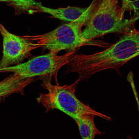 Immunofluorescence of NIH/3T3 cells using ABL2 mouse monoclonal antibody (green). Blue: DRAQ5 fluorescent DNA dye. Red: Actin filaments have been labeled with Alexa Fluor-555 phalloidin.