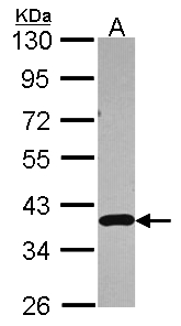 Sample (30 ug of whole cell lysate). A: A549. 10% SDS PAGE. APEX1 / APE1 antibody diluted at 1:3000.