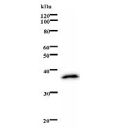 Western blot analysis of immunized recombinant protein, using anti-APEX1 monoclonal antibody.