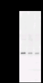 Detection of APEX1B by Western blot. Samples: Whole cell lysate from human HEK293 (H, 25 ug) , mouse NIH3T3 (M, 25 ug) and rat F2408 (R, 25 ug) cells. Predicted molecular weight: 36 kDa