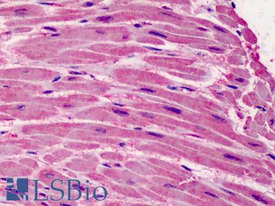 Anti-APEX2 antibody IHC of human heart. Immunohistochemistry of formalin-fixed, paraffin-embedded tissue after heat-induced antigen retrieval. Antibody LS-B2015 concentration 10 ug/ml.