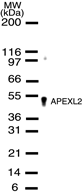 Western blot of APEXL2 in HeLa cell lysates using antibody at a dilution of 1:500.