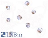 Immunocytochemistry in A-20 cells with Aak1 antibody at 5 µg/ml.