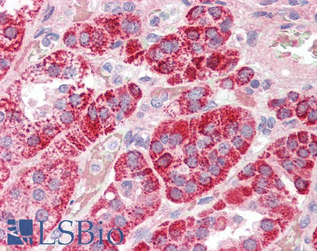 Anti-ATG12 antibody IHC of human adrenal. Immunohistochemistry of formalin-fixed, paraffin-embedded tissue after heat-induced antigen retrieval. Antibody LS-B3216 concentration 5 ug/ml.