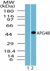 Western blot of APG4B in Jurkat cell lysate. Lane 1 shows pre-immune sera (1:5000) and lane 2 shows antibody at 3 ug/ml.