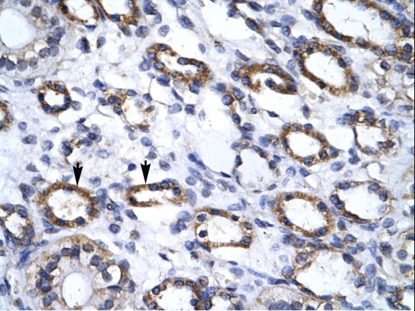 ATG4B antibody LS-C29815 was used in IHC to stain formalin-fixed, paraffin-embedded human kidney.