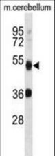 APG4B Antibody (R31) western blot of mouse cerebellum tissue lysates (35 ug/lane). The APG4B antibody detected the APG4B protein (arrow).