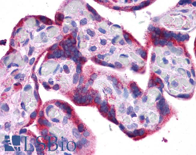 Anti-ATG5 antibody IHC of human placenta. Immunohistochemistry of formalin-fixed, paraffin-embedded tissue after heat-induced antigen retrieval. Antibody LS-B4678 concentration 5 ug/ml.