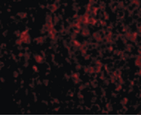 Immunofluorescence of ATG5 in Human Spleen cells with ATG5 antibody at 20 ug/ml.