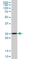 ATG5 monoclonal antibody (M09), clone 4E7. Western blot of ATG5 expression in Jurkat.
