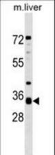 APH1A Antibody western blot of mouse liver tissue lysates (35 ug/lane). The APH1A antibody detected the APH1A protein (arrow).