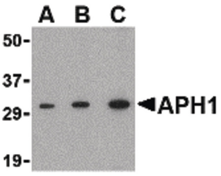 Western blot of APH1 in RAW264.7 cell lysate with APH1 antibody at (A) 0.5, (B) 1 and (C) 2 ug/ml.
