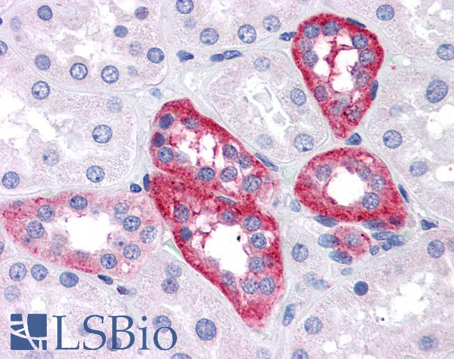 Anti-APH1A antibody IHC of human kidney. Immunohistochemistry of formalin-fixed, paraffin-embedded tissue after heat-induced antigen retrieval. Antibody LS-B4350 concentration 5 ug/ml.