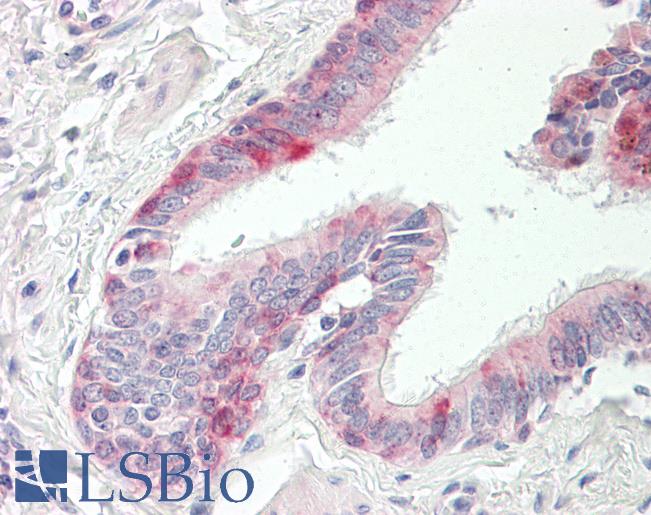 Anti-API5 antibody IHC of human lung, respiratory epithelium. Immunohistochemistry of formalin-fixed, paraffin-embedded tissue after heat-induced antigen retrieval. Antibody LS-B8532 dilution 5 ug/ml.