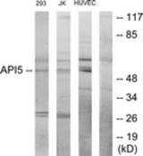 Western blot of extracts from 293/Jurkat/HUVEC cells, using API-5 Antibody. The lane on the right is treated with the synthesized peptide.
