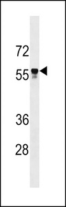 API5 Antibody western blot of CEM cell line lysates (35 ug/lane). The API5 antibody detected the API5 protein (arrow).