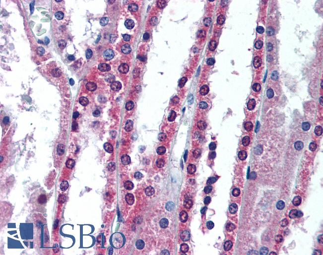 Anti-APIP antibody IHC of human kidney. Immunohistochemistry of formalin-fixed, paraffin-embedded tissue after heat-induced antigen retrieval. Antibody LS-B2016 concentration 10 ug/ml.