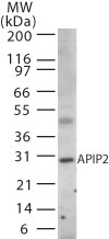 Western blot of APIP2 in human muscle using antibody at 2 ug/ml.