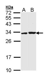 Sample (30 ug of whole cell lysate). A: Molt-4. B: Raji. 12% SDS PAGE. APIP antibody diluted at 1:1000.