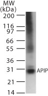 Western blot of APIP in recombinant protein using antibody at 2 ug/ml.