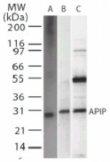 Western blot of APIP2 in A) recombinant protein, B) HeLa, and C) 293 whole cell lysate using antibody at 2 ug/ml.