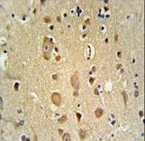 APITD1 Antibody IHC of formalin-fixed and paraffin-embedded brain tissue followed by peroxidase-conjugated secondary antibody and DAB staining.