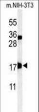 Western blot of APITD1 Antibody in mouse NIH-3T3 cell line lysates (35 ug/lane). APITD1 (arrow) was detected using the purified antibody.