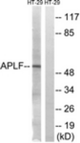 Western blot of extracts from HT-29 cells, using APLF (Ab-116) Antibody. The lane on the right is treated with the synthesized peptide.
