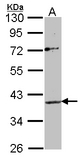 Sample (30 ug of whole cell lysate). A: Raji. 10% SDS PAGE. Apelin Receptor / APJ antibody diluted at 1:500.
