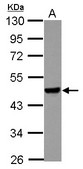Sample (30 ug of whole cell lysate) A: IMR32 10% SDS PAGE Apelin Receptor antibody diluted at 1:10000