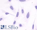 Anti-Apelin Receptor antibody LS-A65 immunocytochemistry (ICC) staining of untransfected HEK293 human embryonic kidney cells.