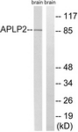 Western blot of extracts from rat brain, using APLP2 Antibody. The lane on the right was incubated with synthetic peptide.