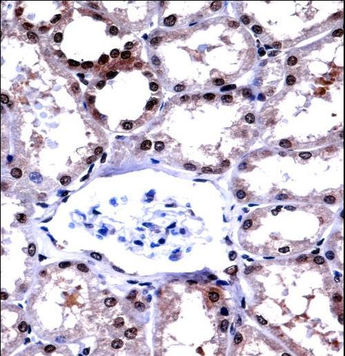 APLP2 Antibody immunohistochemistry of formalin-fixed and paraffin-embedded human kidney tissue followed by peroxidase-conjugated secondary antibody and DAB staining.