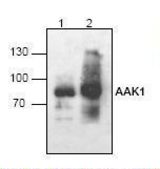 Western blot of AAK1 antibody LS-C48729.