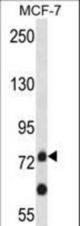 APLP2 Antibody western blot of MCF-7 cell line lysates (35 ug/lane). The APLP2 antibody detected the APLP2 protein (arrow).