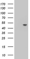 HEK293T cells were transfected with the pCMV6-ENTRY control (Left lane) or pCMV6-ENTRY C20orf3 (Right lane) cDNA for 48 hrs and lysed. Equivalent amounts of cell lysates (5 ug per lane) were separated by SDS-PAGE and immunoblotted with anti-C20orf3.