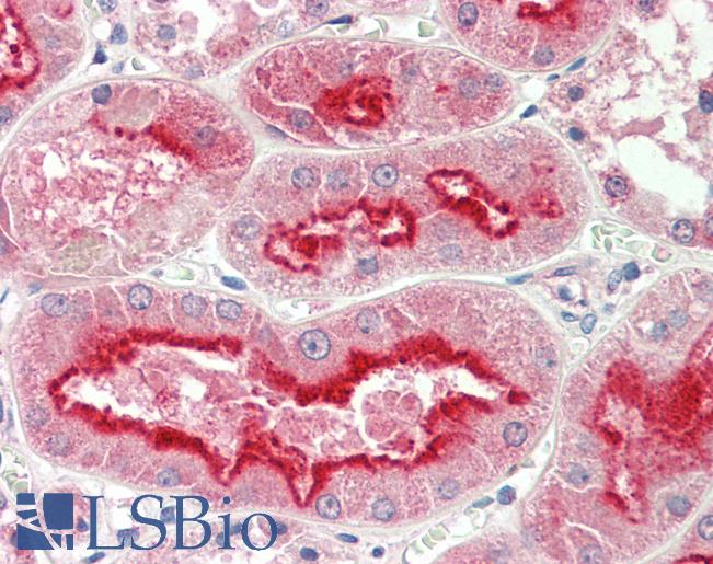 Anti-APMAP / C20orf3 antibody IHC staining of human kidney. Immunohistochemistry of formalin-fixed, paraffin-embedded tissue after heat-induced antigen retrieval. Antibody LS-B9725 concentration 5 ug/ml.