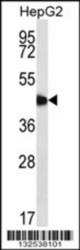 C20orf3 Antibody (C-term) Western blot analysis in HepG2 cell line lysates (35 ug/lane). This demonstrates the C20orf3 antibody detected the C20orf3 protein (arrow).