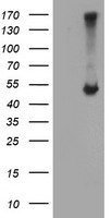 HEK293T cells were transfected with the pCMV6-ENTRY control (Left lane) or pCMV6-ENTRY C20orf3 (Right lane) cDNA for 48 hrs and lysed. Equivalent amounts of cell lysates (5 ug per lane) were separated by SDS-PAGE and immunoblotted with anti-C20orf3.