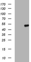 HEK293T cells were transfected with the pCMV6-ENTRY control (Left lane) or pCMV6-ENTRY C20orf3 (Right lane) cDNA for 48 hrs and lysed. Equivalent amounts of cell lysates (5 ug per lane) were separated by SDS-PAGE and immunoblotted with anti-C20orf3.
