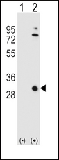 Western blot of APOA1 (arrow) using rabbit polyclonal APOA1 Antibody. 293 cell lysates (2 ug/lane) either nontransfected (Lane 1) or transiently transfected (Lane 2) with the APOA1 gene.