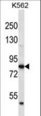 ABTB2 Antibody western blot of K562 cell line lysates (35 ug/lane). The ABTB2 antibody detected the ABTB2 protein (arrow).