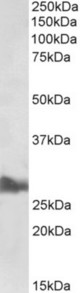 APOA1 antibody (0.5 ug/ml) staining of Liver lysate (35 ug protein in RIPA buffer). Primary incubation was 1 hour. Detected by chemiluminescence.