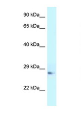 APOA1 / APOAI antibody LS-C145777 Western blot of Rat Muscle lysate. Antibody concentration 1 ug/ml.
