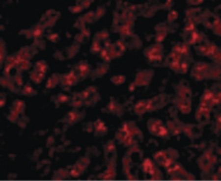 Immunofluorescence of ApoA1 in Human Liver cells with ApoA1 antibody at 20 ug/ml.