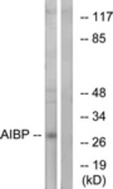 Western blot of extracts from HeLa cells, using AIBP Antibody. The lane on the right is treated with the synthesized peptide.