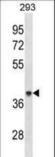 ACAA1 Antibody western blot of 293 cell line lysates (35 ug/lane). The ACAA1 antibody detected the ACAA1 protein (arrow).