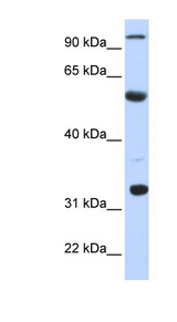 APOBEC1 antibody LS-C110513 Western blot of Fetal Liver lysate.