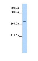 HepG2 cell lysate. Antibody concentration: 0.25 ug/ml. Gel concentration: 12%.
